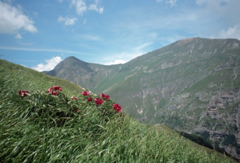 Paeonia Officinalis nel versante “Le Vene” del Monte Sibilla, sullo sfondo il Pizzo Berro ed il Pizzo Regina (M. Priora)
