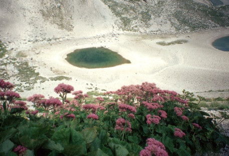 Adenostyles Glabra nell’alta valle del lago di Pilato