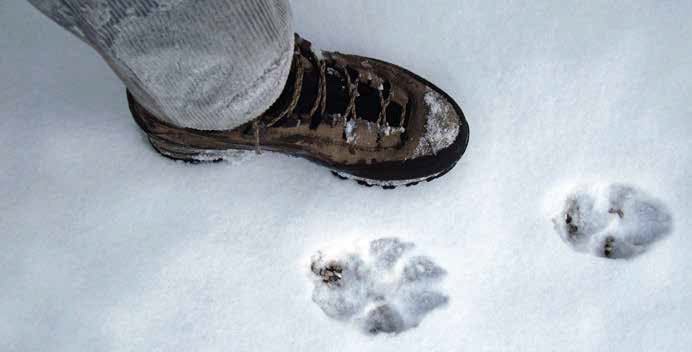 15 Il lupo non si fa vedere ma le sue tracce sono ben visibili: orme intorno al Monte Amandola