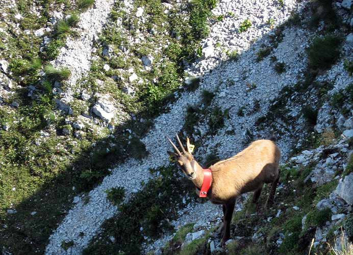 18 Camosci dell’appennino nei ripidi pendii del versante nord di M. Bove sud